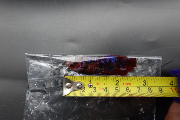 Rare Giant Multicolors Betta Fish