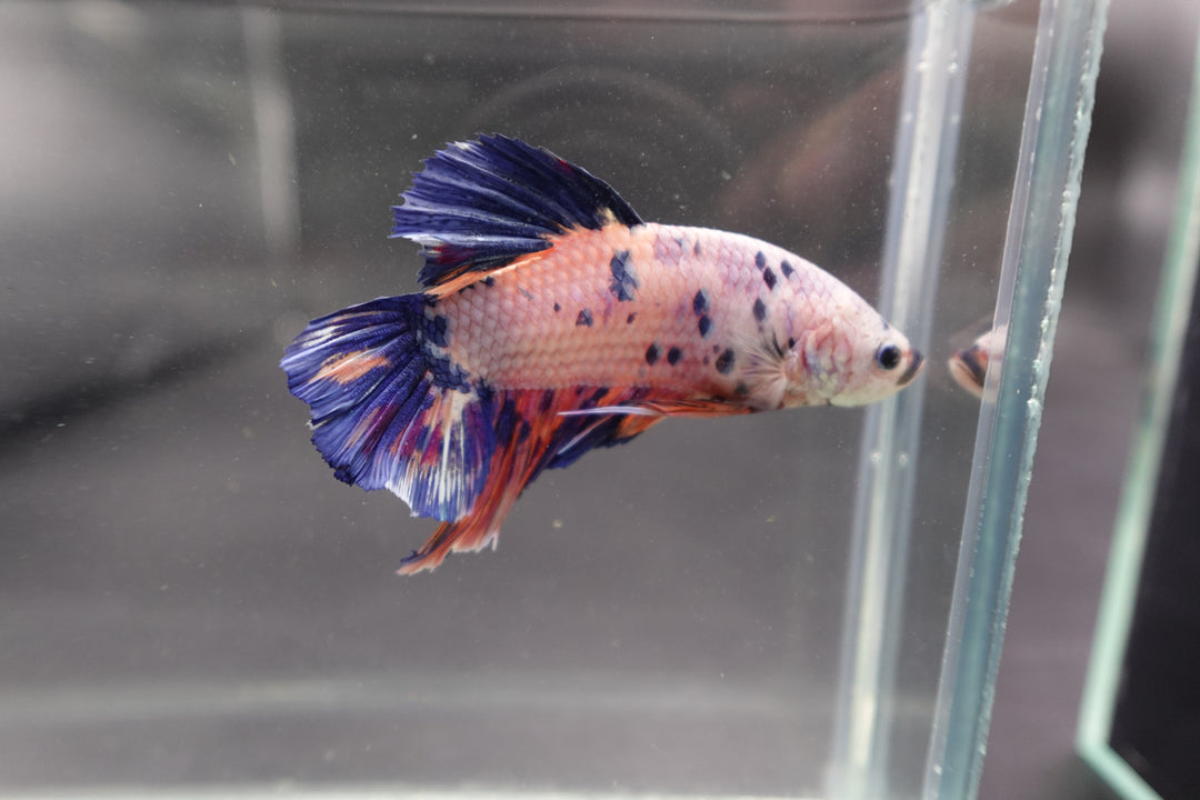 Rare Giant Multicolors Betta Fish
