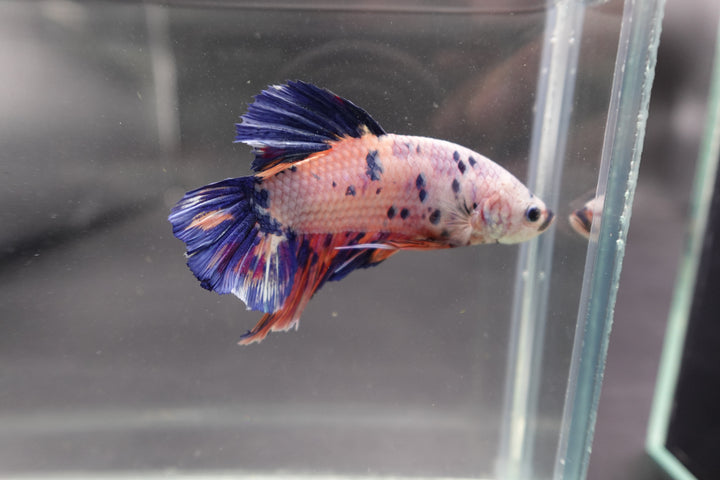Rare Giant Multicolors Betta Fish