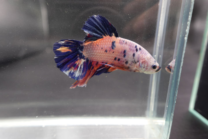 Rare Giant Multicolors Betta Fish