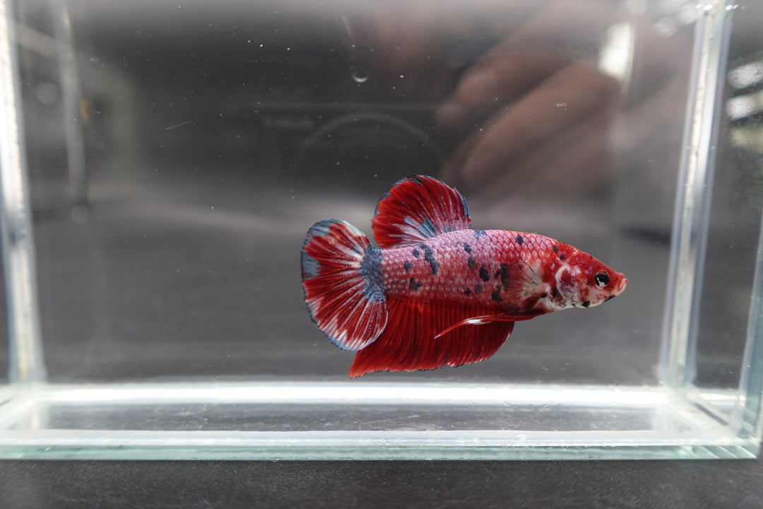 Rare Giant Multicolors Betta Fish