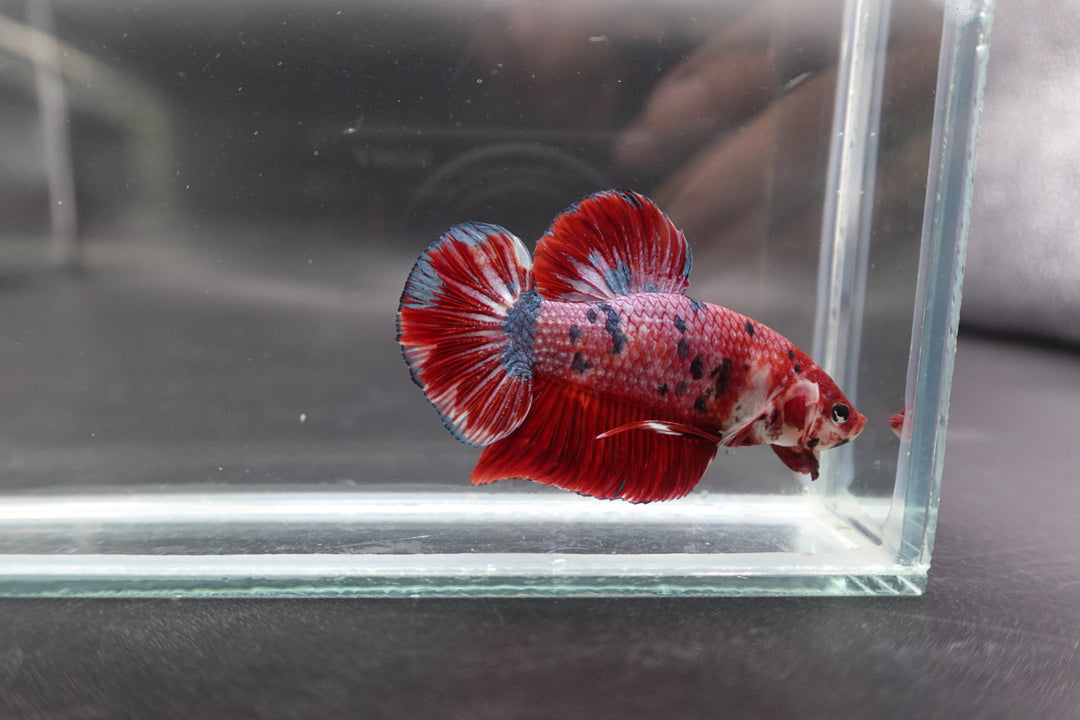 Rare Giant Multicolors Betta Fish