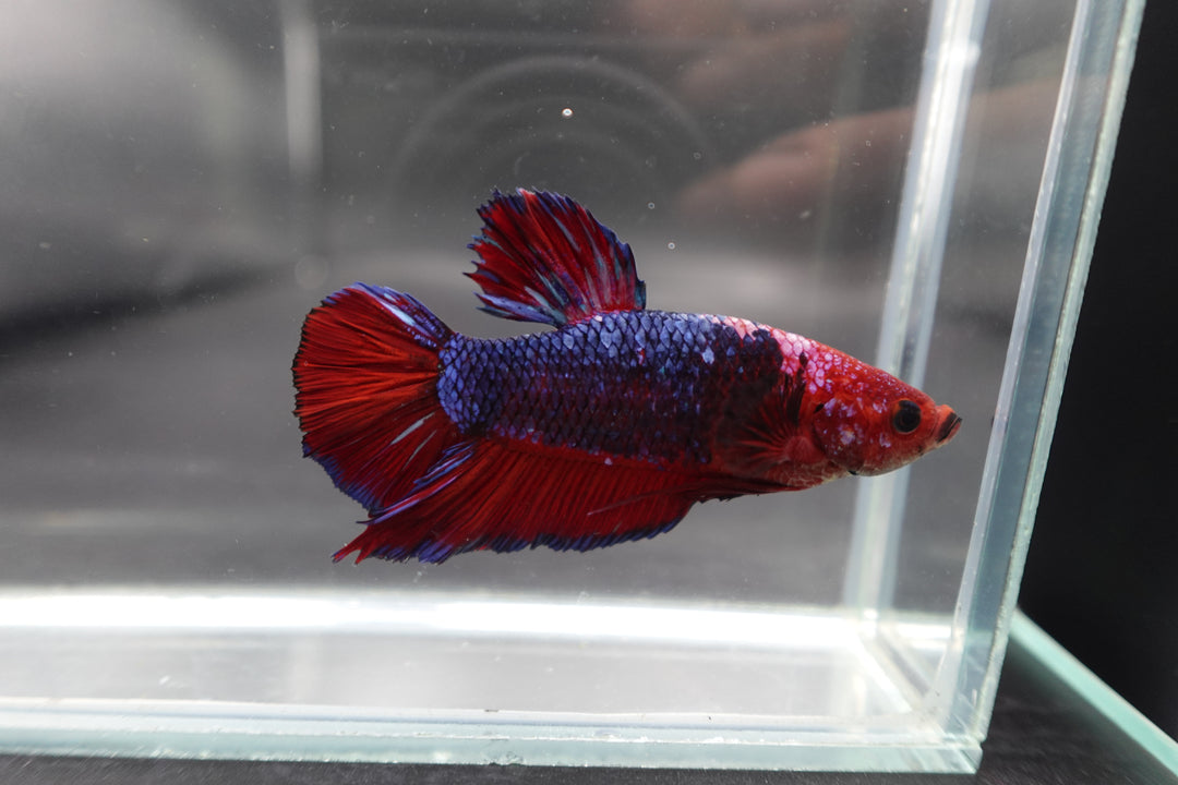 Rare Giant Multicolors Betta Fish