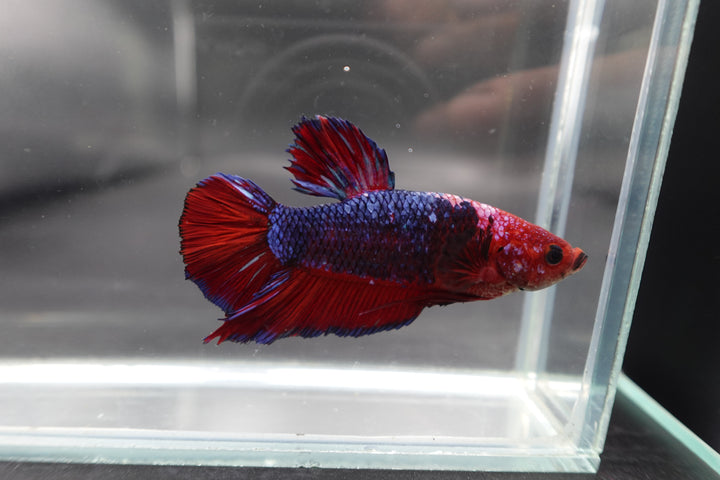 Rare Giant Multicolors Betta Fish