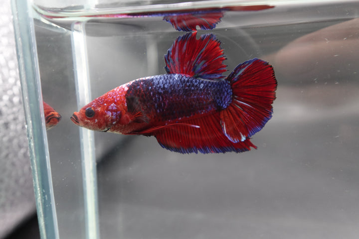 Rare Giant Multicolors Betta Fish
