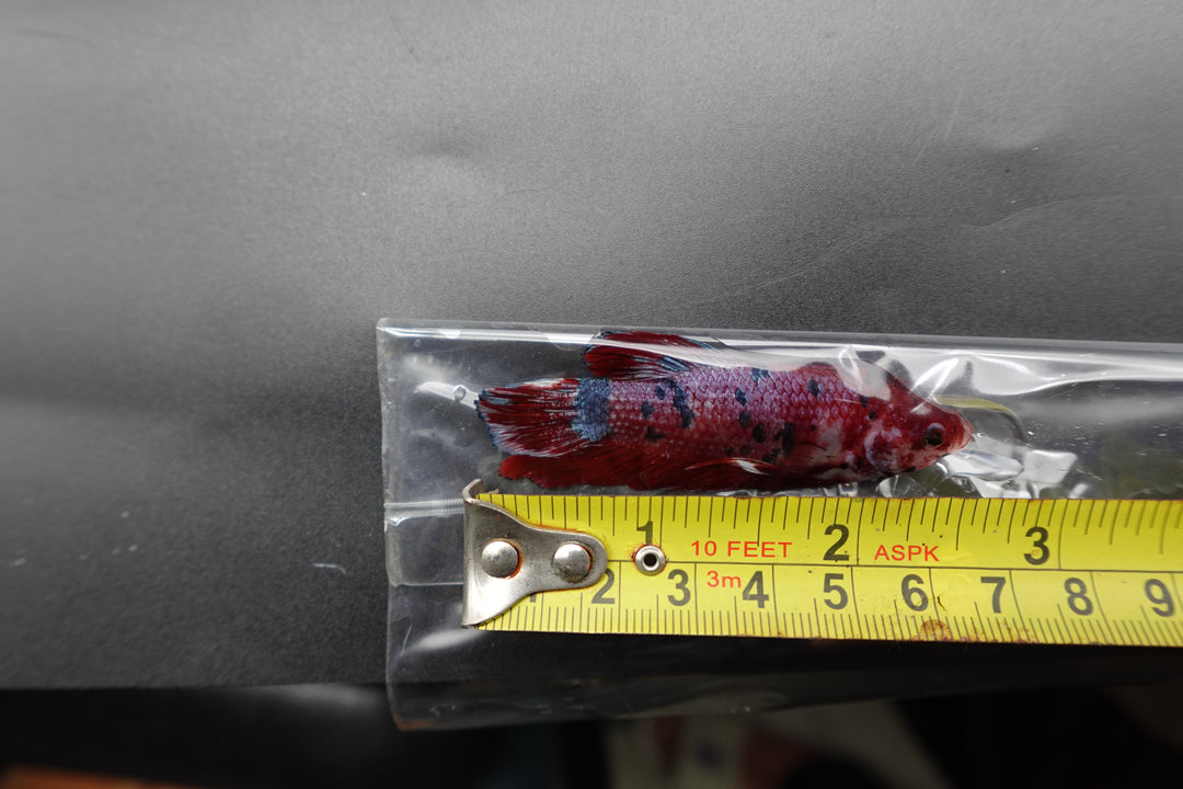 Rare Giant Multicolors Betta Fish