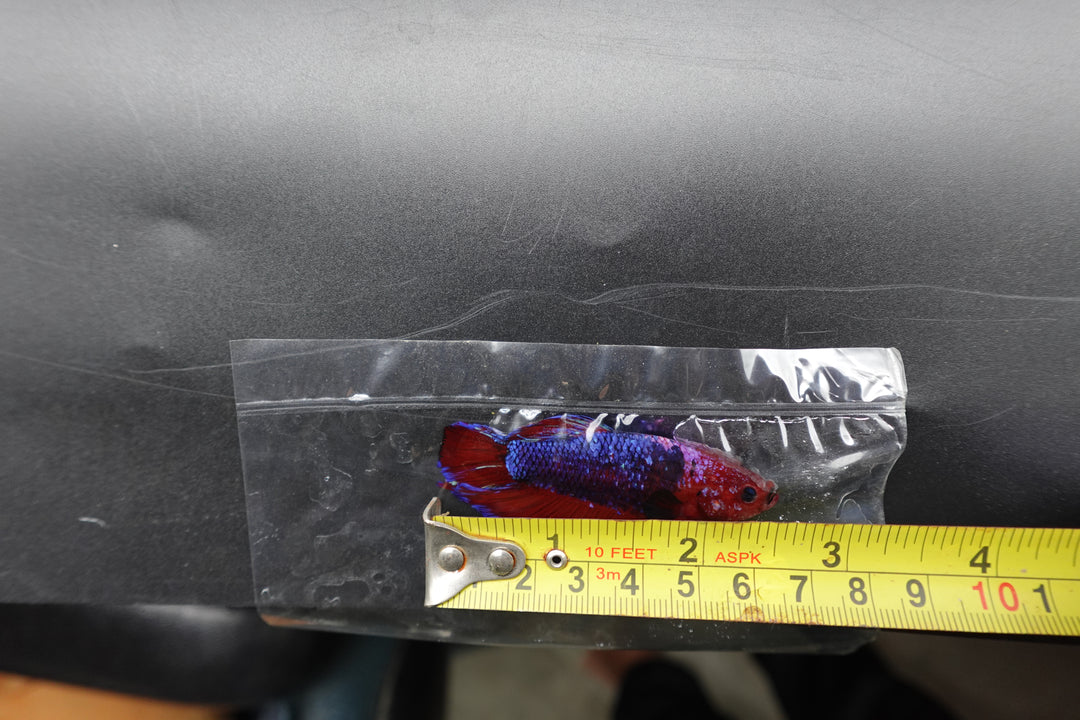 Rare Giant Multicolors Betta Fish