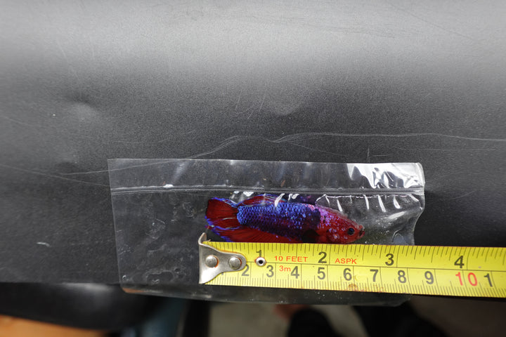 Rare Giant Multicolors Betta Fish