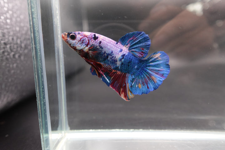 Rare Giant Multicolors Betta Fish