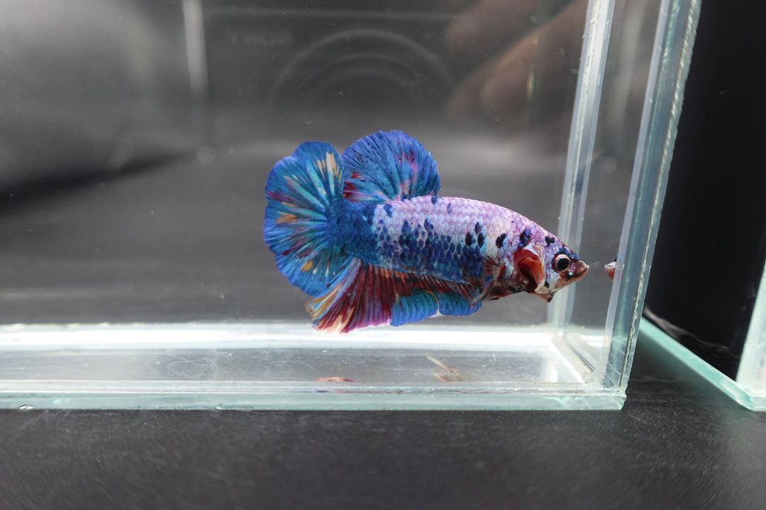 Rare Giant Multicolors Betta Fish
