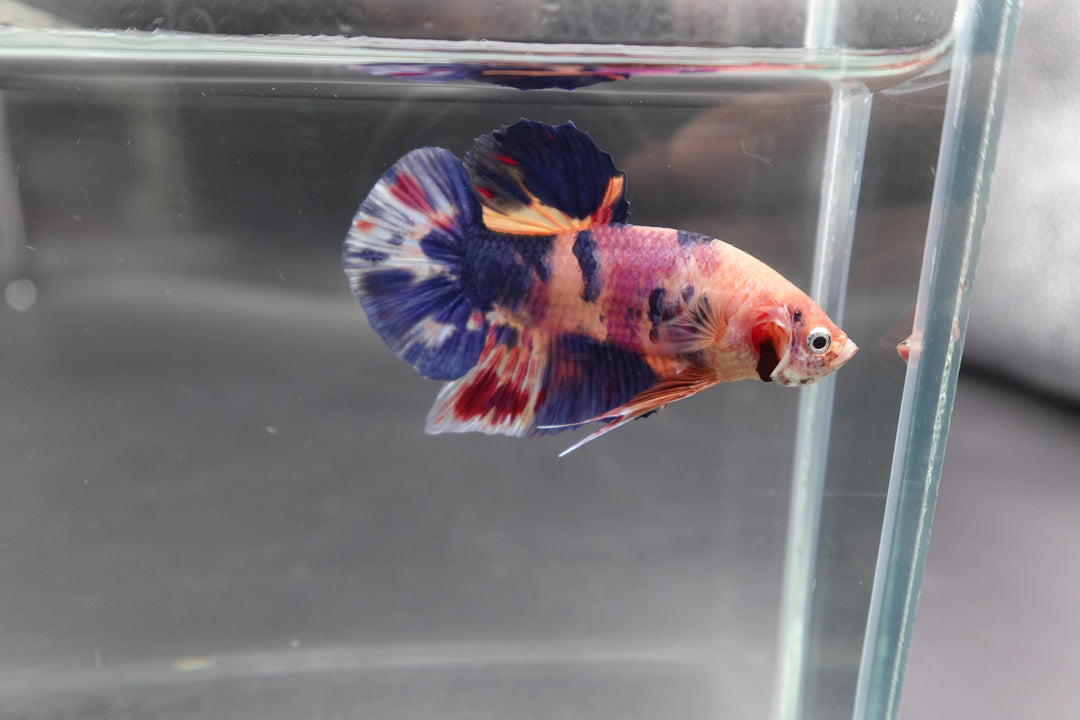 Rare Giant Multicolors Betta Fish