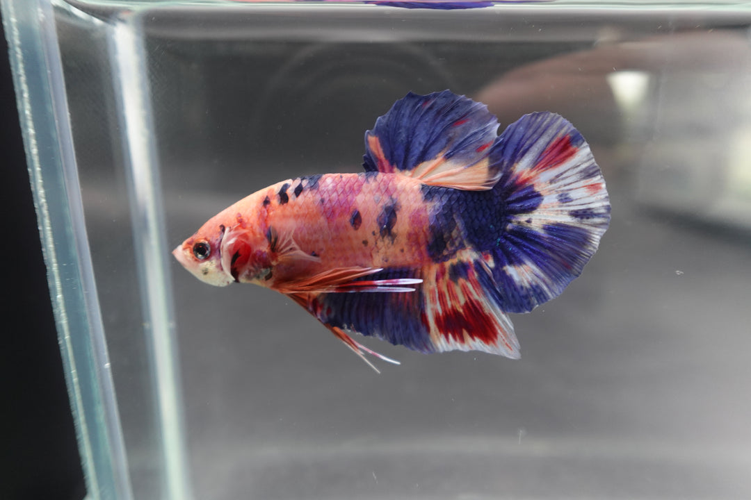 Rare Giant Multicolors Betta Fish