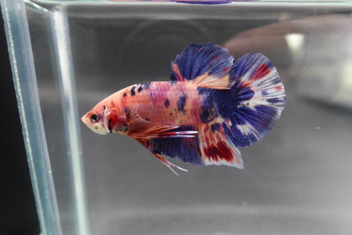 Rare Giant Multicolors Betta Fish
