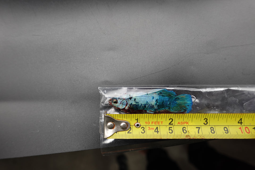 Rare Giant Multicolors Betta Fish