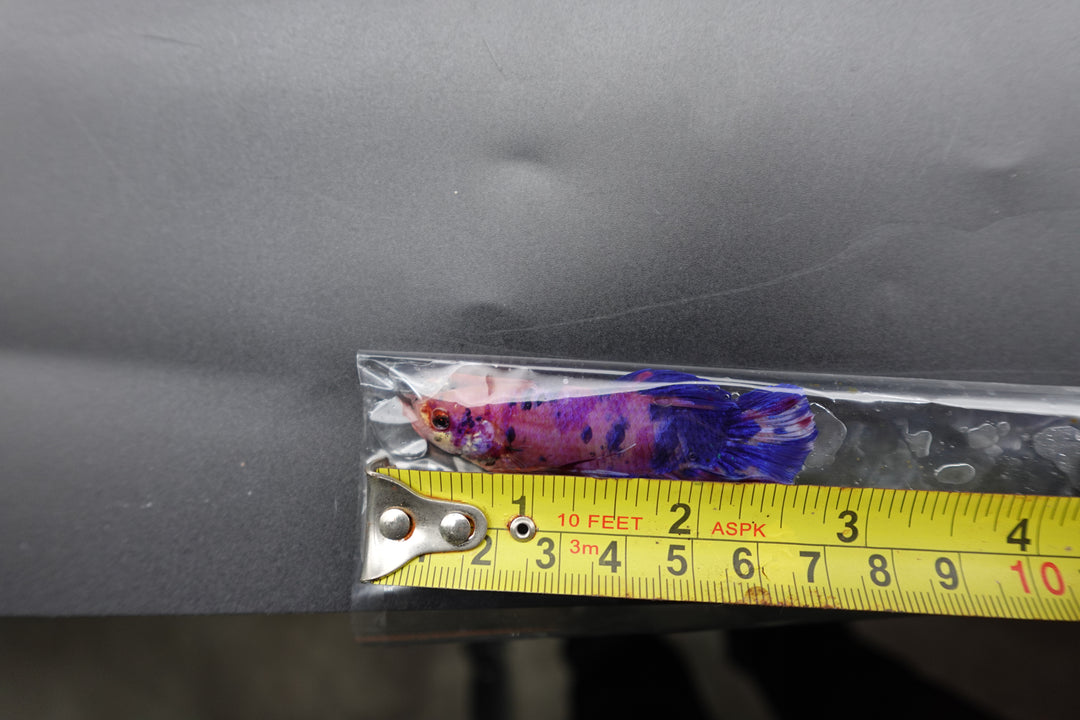 Rare Giant Multicolors Betta Fish