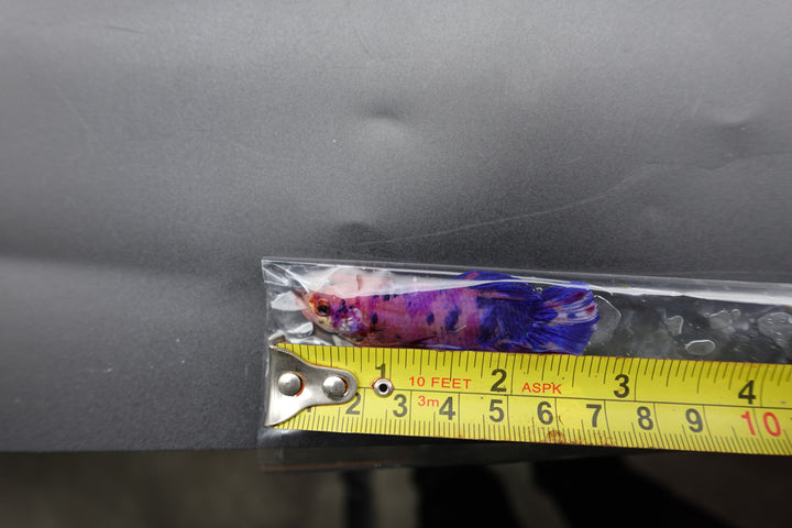 Rare Giant Multicolors Betta Fish