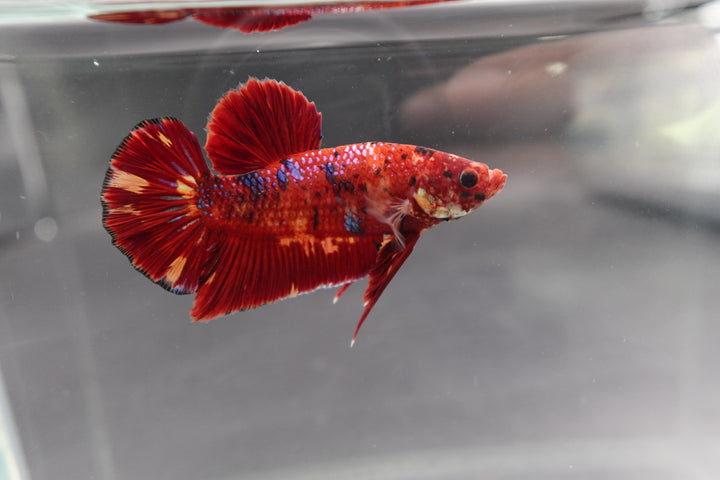 Rare Giant Multicolors Betta Fish