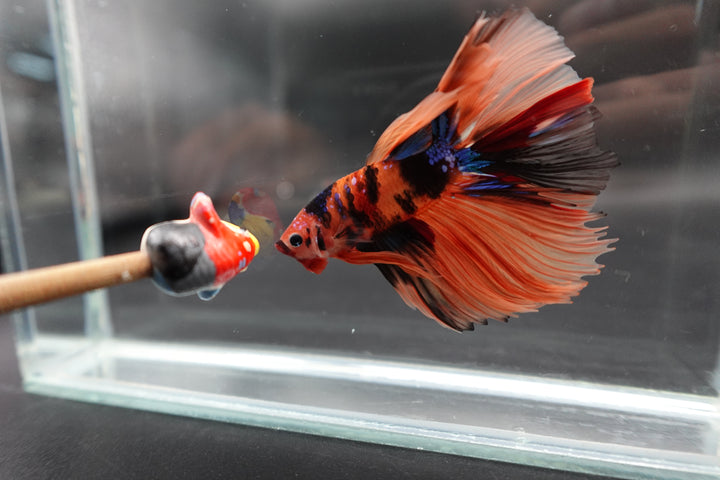 Rare Halfmoon Multicolors Betta Fish