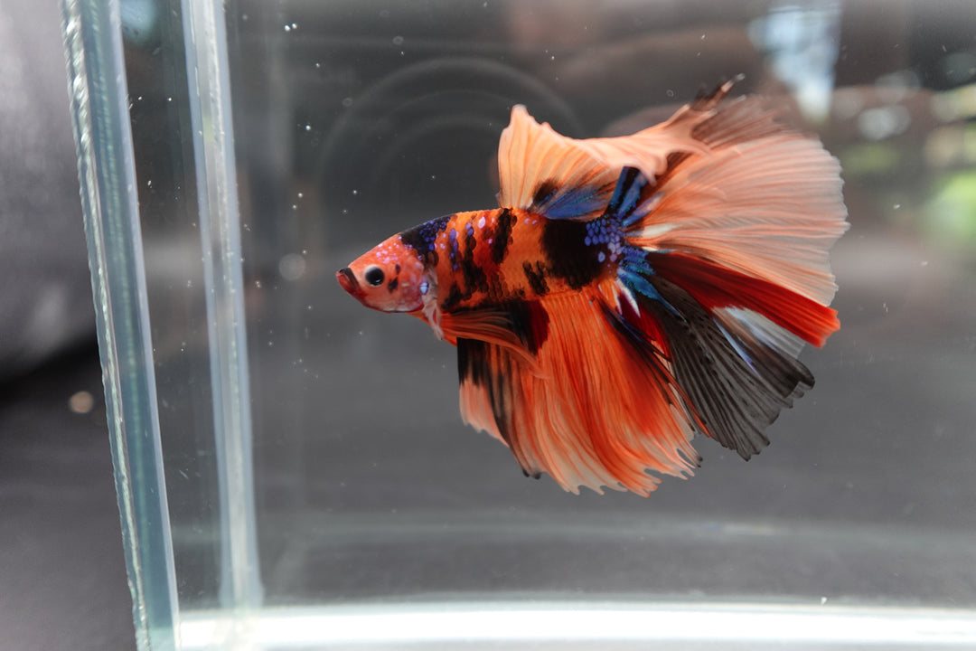 Rare Halfmoon Multicolors Betta Fish
