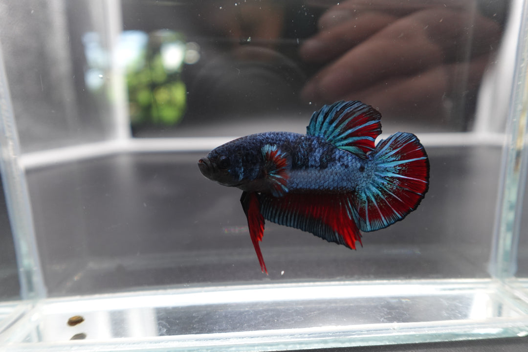 Rare Giant Antique Betta Fish