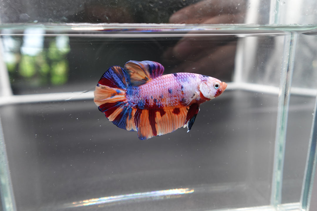 Rare Giant Multicolors Betta Fish