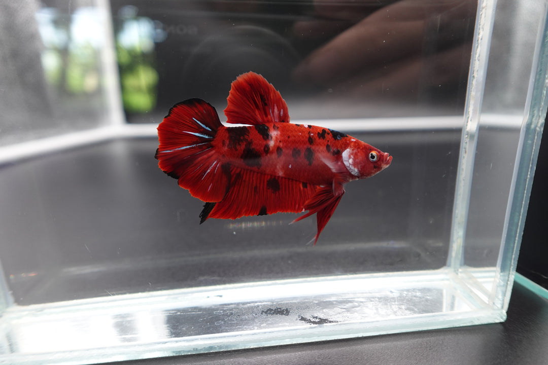 Rare Giant Multicolors Betta Fish