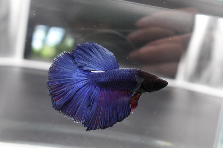 Rare Halfmoon Indigo Blue Betta Fish