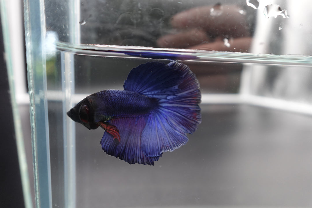 Rare Halfmoon Indigo Blue Betta Fish