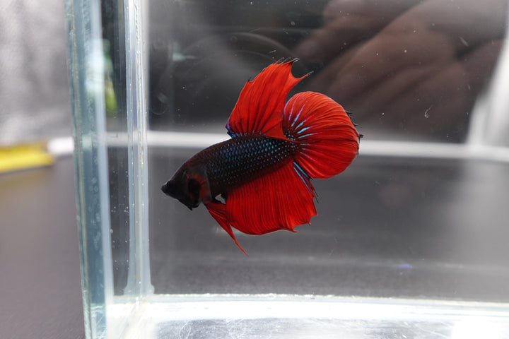 Rare Classic Veiltail Betta Fish