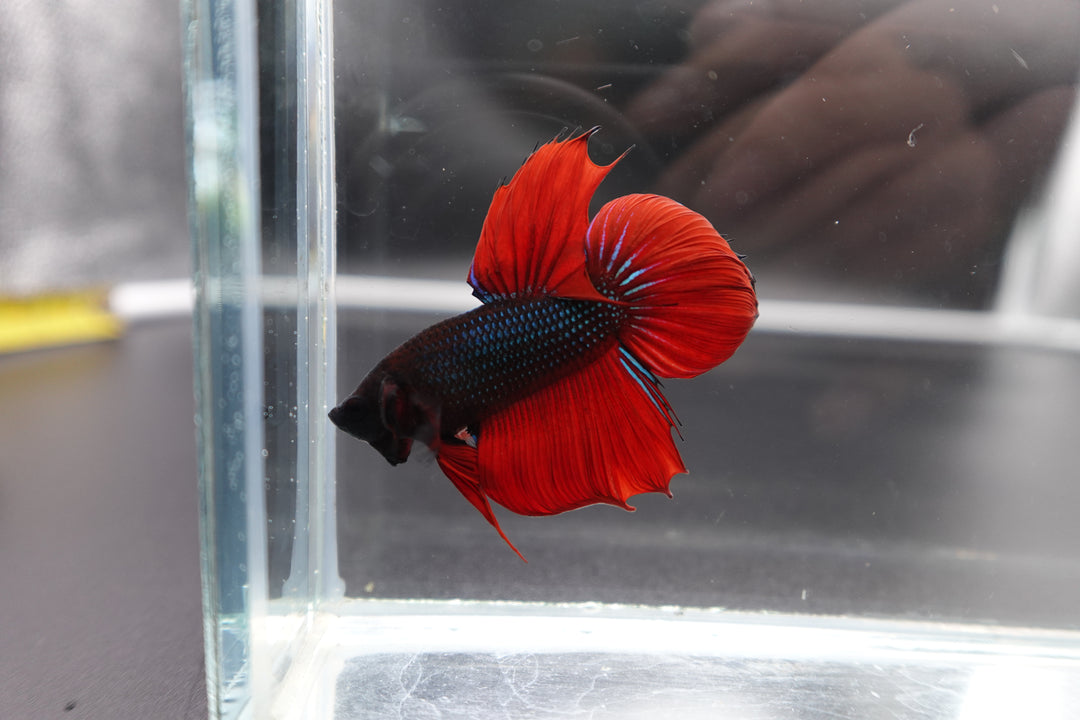 Rare Classic Veiltail Betta Fish