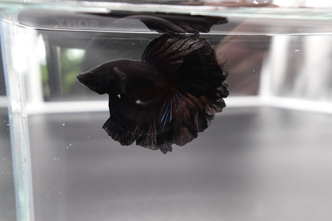 Rare Halfmoon Black Betta Fish