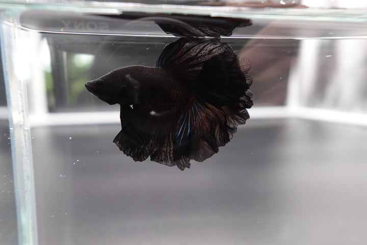 Rare Halfmoon Black Betta Fish