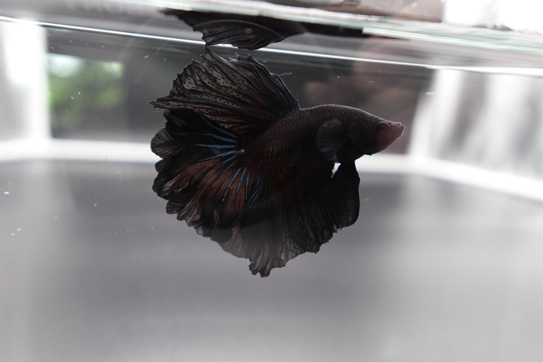 Rare Halfmoon Black Betta Fish