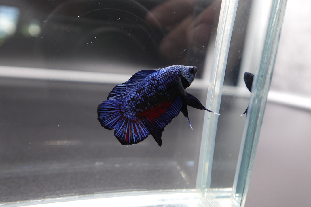 Rare Double Tail Blue Samurai Betta Fish