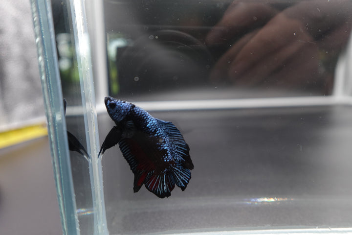 Rare Double Tail Blue Samurai Betta Fish