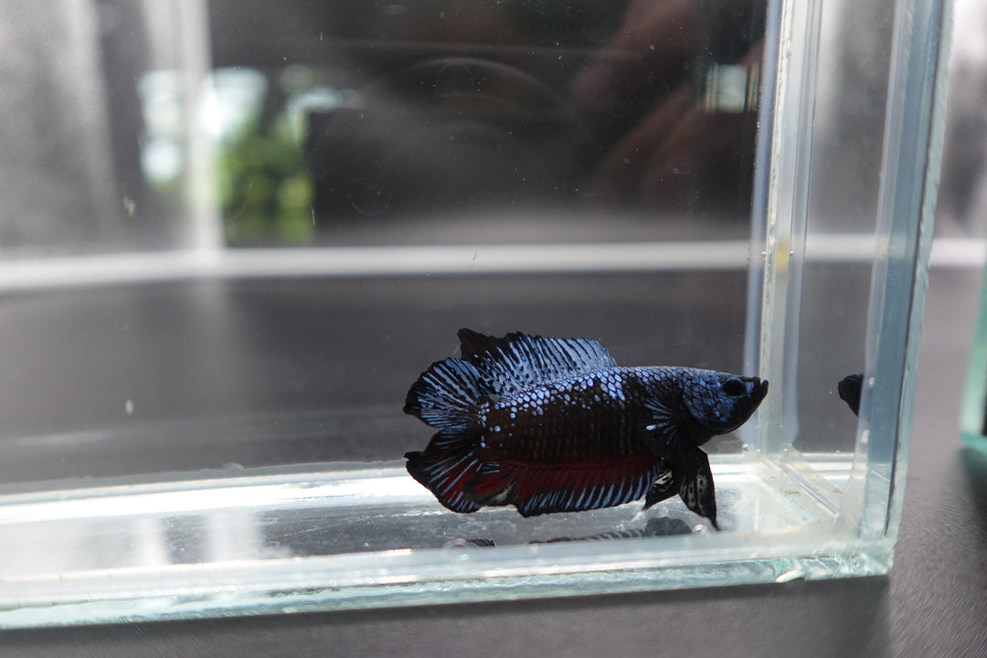 Rare Double Tail Blue Samurai Betta Fish