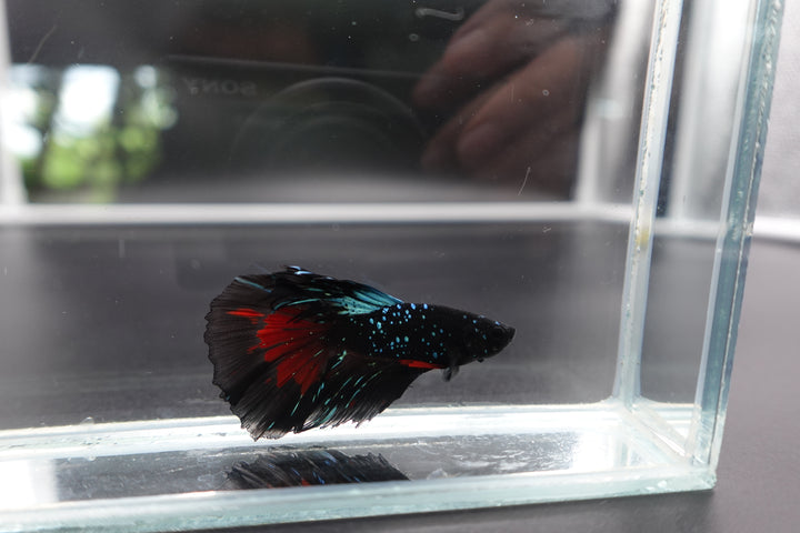 Rare Halfmoon Black Star Betta Fish