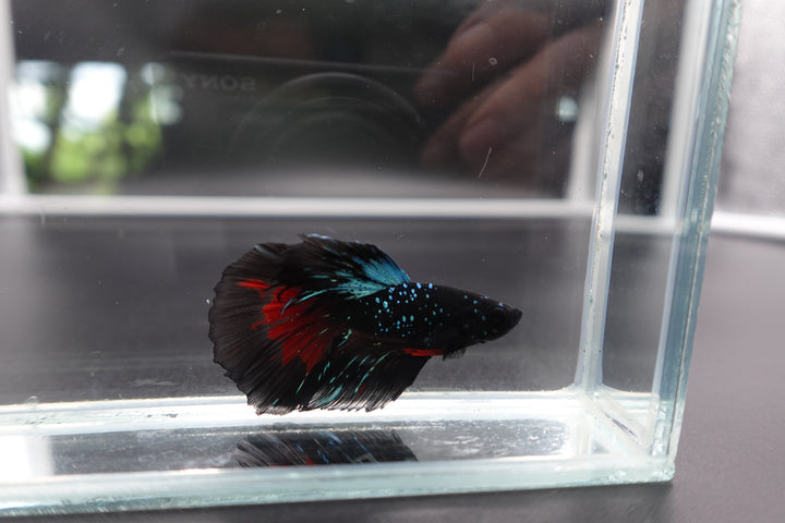 Rare Halfmoon Black Star Betta Fish