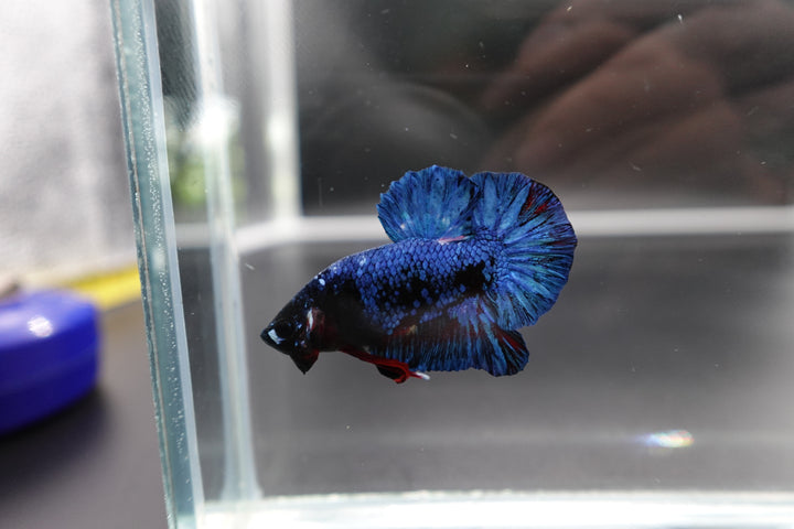 Rare Blue And Red Betta Fish