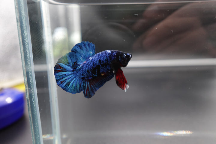 Rare Blue And Red Betta Fish