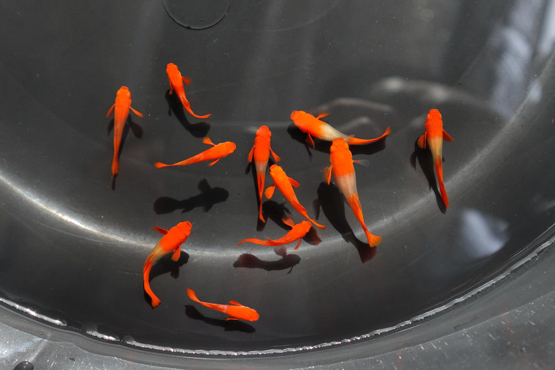 Albino Tuxedo Red Koi Red Ear Guppy Fish