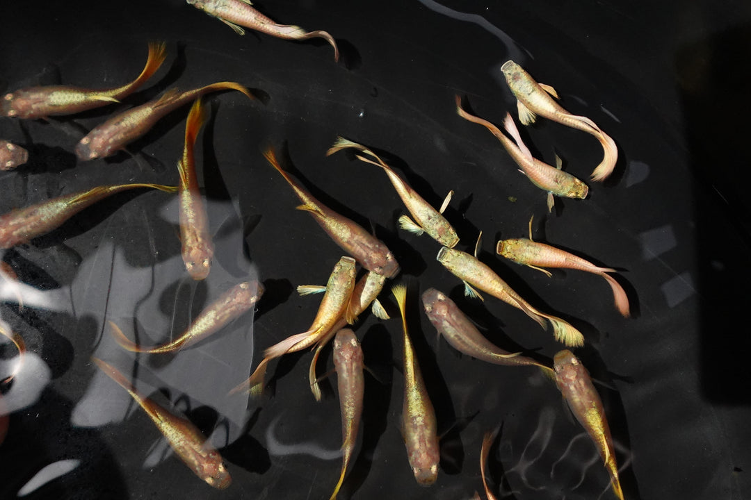 Full Gold 24K Guppy Fish