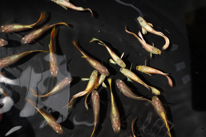 Full Gold 24K Guppy Fish