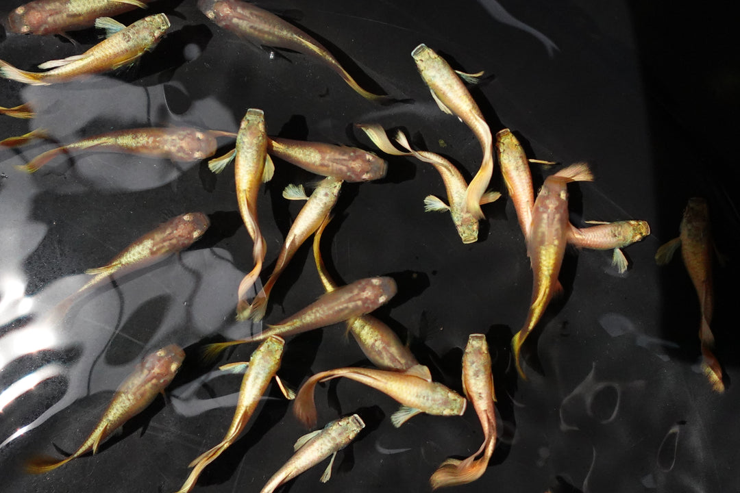 Full Gold 24K Guppy Fish