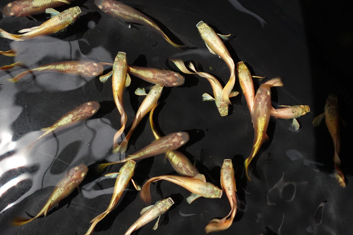Full Gold 24K Guppy Fish