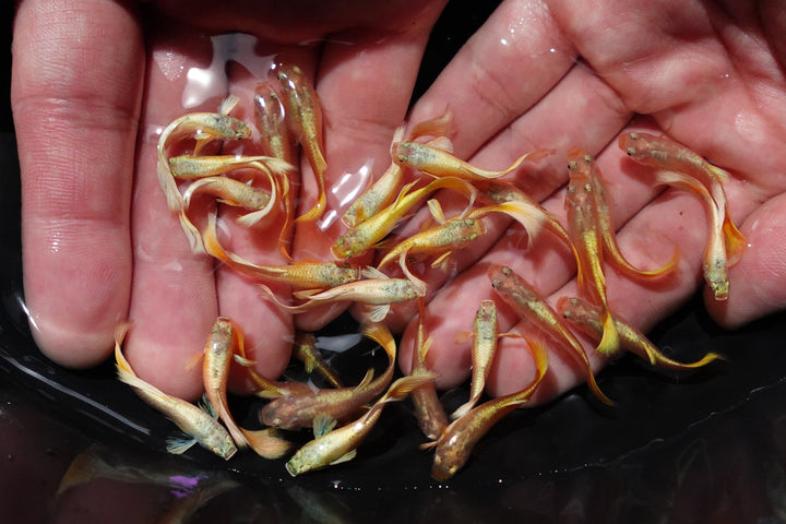 Full Gold 24K Guppy Fish