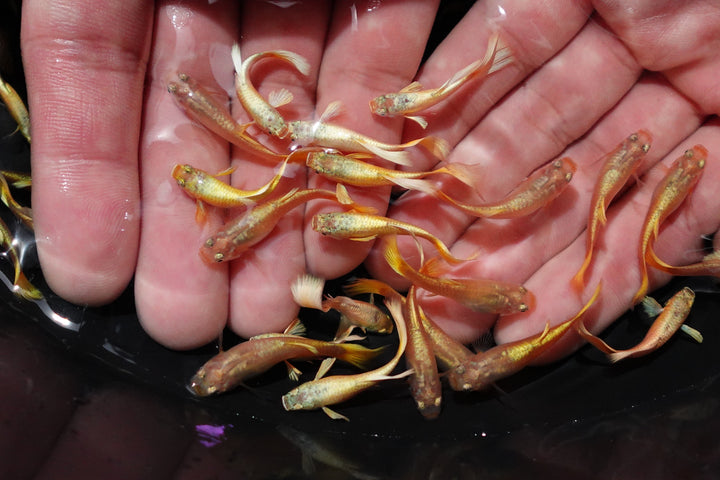 Full Gold 24K Guppy Fish