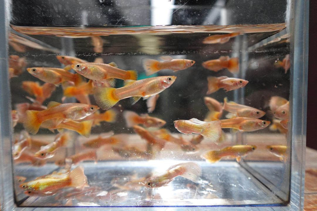 Full Gold 24K Guppy Fish