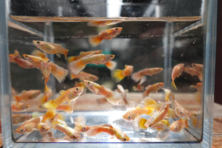 Full Gold 24K Guppy Fish