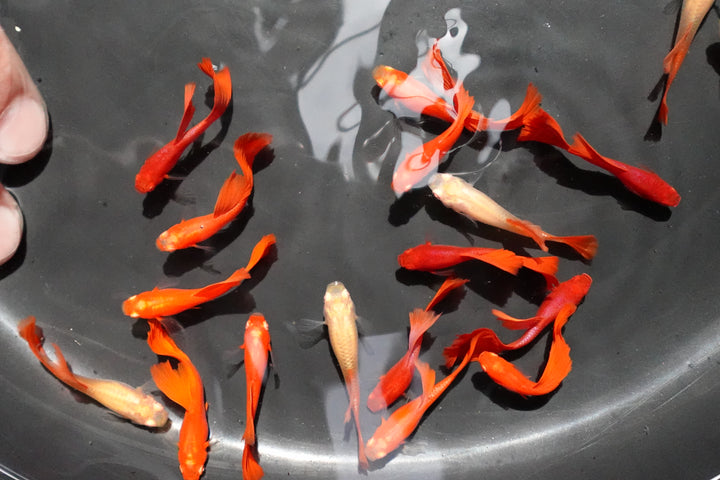 Full Red Albino Guppy Fish